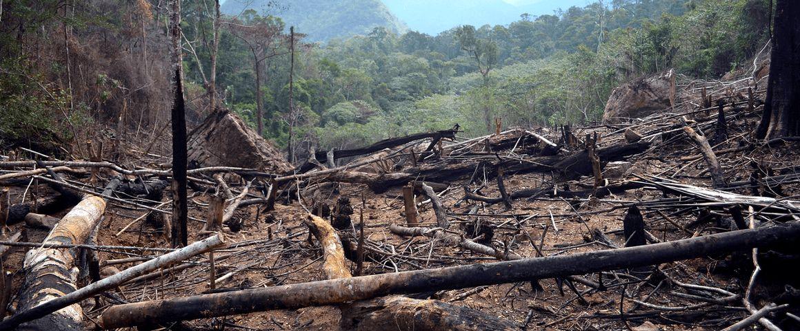 En dehors des pays tempérés et boréaux, la déforestation se poursuit à un rythme alarmant © G. Vieilledent, Cirad